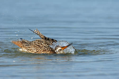 Marbled Godwit - Limosa fedoa - actively bathing in shallow water in Fort De Soto Park, Florida.の写真素材