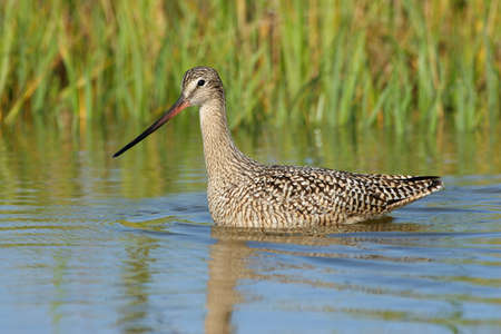 Marbled Godwit - Limosa fedoa - wading among grasses in shallow water of Fort De Soto Park, Florida.の写真素材