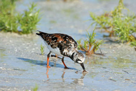 Ruddy Turnstone - Arenaria interpres - in breeding coloration on beach in Fort De Soto Park, Florida.の写真素材