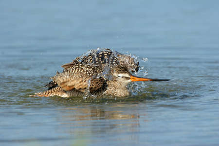 Marbled Godwit - Limosa fedoa - actively bathing in shallow water in Fort De Soto Park, Florida.の写真素材