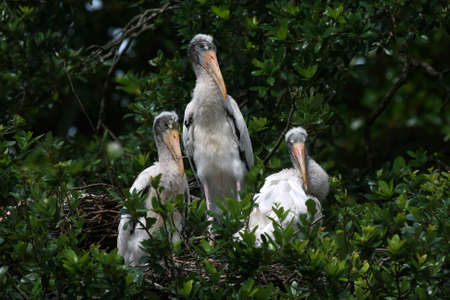 Young Wood Storks - Mycteria americana - on nest in Saint Augustine, Florida.