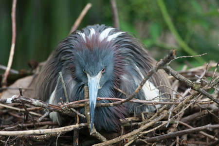 Adult Tricolored Heron - Egretta tricolor - on nest in Saint Augustine, Florida.