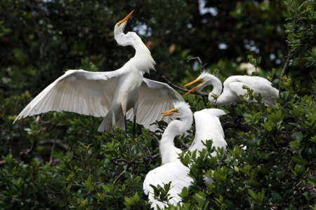 Great Egret - Ardea alba - feeding large raucous chicks on nest in Saint Augustine, Florida.