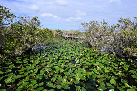 Anhinga Trail Boardwalk over ponds covered in lily pads in Everglades National Park, Florida on a sunny winter morning.の写真素材