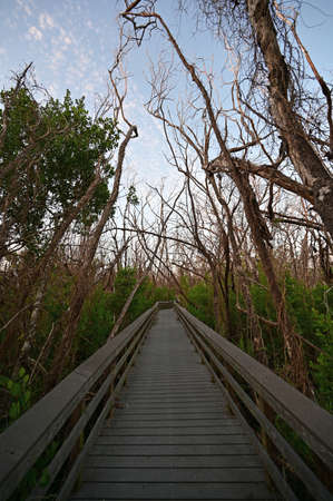 West Lake boardwalk through mangrove forest devastated by Hurricane Irma in 2017 in Everglades National Park, Florida.の写真素材