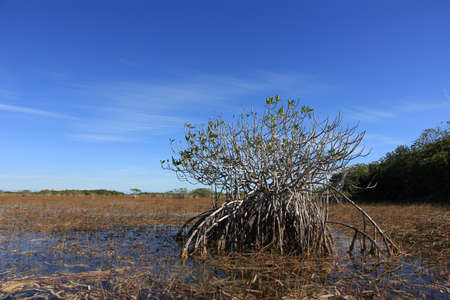 Feathery high altitude cloudscape over Nine Mile Pond in Everglades National Park, Florida on sunny winter afternoon.の写真素材