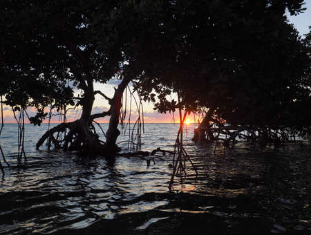 Mangrove tree at sunrise in Bear Cut off Key Biscayne, Florida on windy winter morning.の写真素材