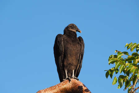 Black Vulture - Coragyps atratus - perched on Gumbo Limbo tree in Everglades National Park, Florida...