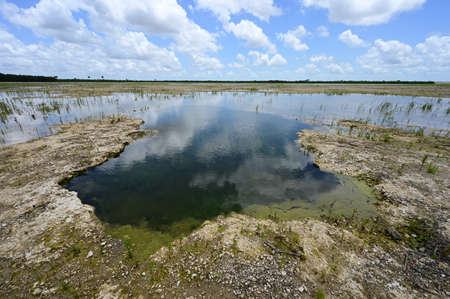 Solution Hole in Hole-In-The-Donut restoration project area in Everglades National Park, Florida...