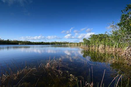 Nine Mile Pond afternoon cloudscape and reflections in Everglades National Park.の写真素材