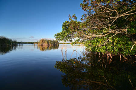 View from kayak amidst mangrove trees of Nine Mile Pond in Everglades NP.の写真素材