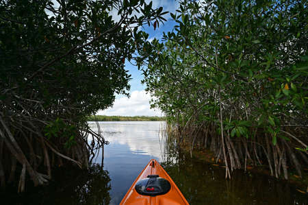 Afternoon kayaking on Nine Mile Pond in Everglades National Park, Florida.の写真素材