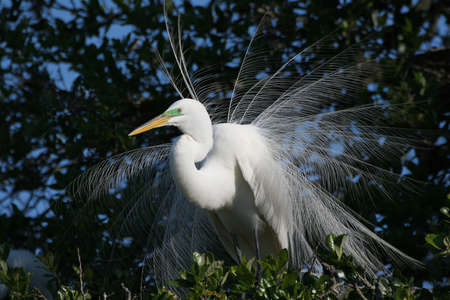 Great Egret - Ardea alba - in full mating display and plumage in oak tree in Saint Augustine, Florida during mating season.の写真素材