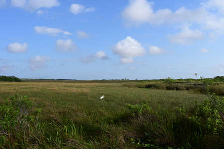 View of wetlands and sawgrass prairie from Anhinga Trail in Everglades National Park, Florida on sunny spring morning.の写真素材