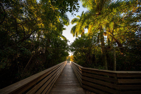 Elevated boardwalk at Green Cay Nature Center and Wetlands in Boynton Beach, Florida on clear cloudless sunny morning.の写真素材
