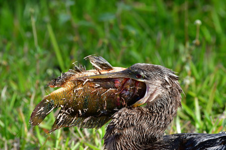 Anhinga - Anhinga anhinga - swallowing large fish on Anhinga Trail in Everglades National Park, Florida.の写真素材