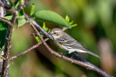 Yellow-rumped Warbler - Dendroica coronata - in Green Cay Nature Center and Wetlands, Boynton Beach, Florida.の写真素材