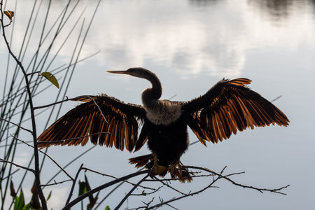 Backlit Anhinga - Anhinga anhinga - drying wings in Green Cay Nature Center wetlands in Boynton...