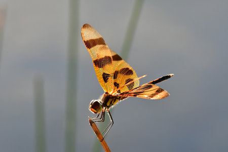 Halloween Pennant dragonfly - Celithemis eponina - perched on reed in Everglades National Park, Florida.の写真素材