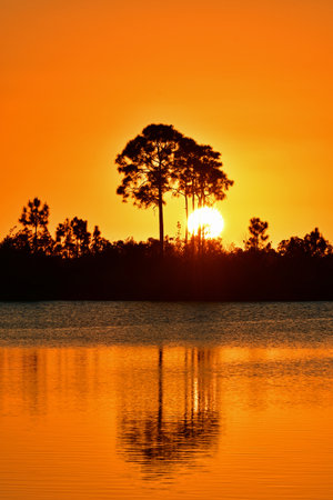 Colorful orange sunset amidst pine trees of Pine Glades Lake in Everglades National Park, Florida.の写真素材