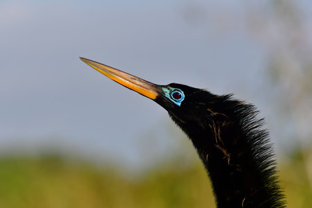 Portrait of male Anhinga - Anhinga anhinga - in breeding coloration on Anhinga Trail in Everglades National Park, Florida.の写真素材