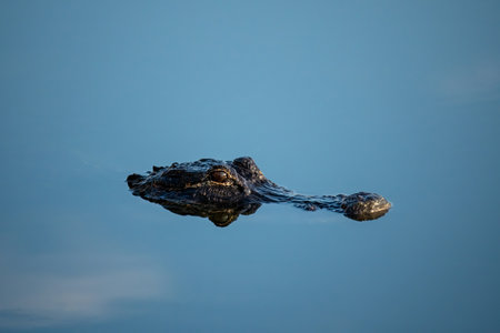 Eyes and snout of American Alligator - Alligator mississippiensis - in calm water of Green Cay...