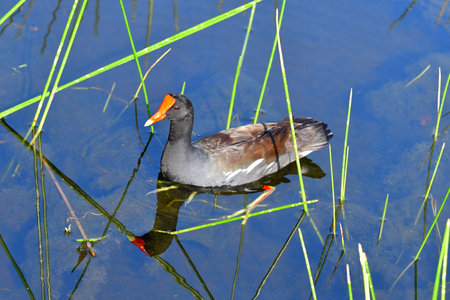Common Gallinule - Gallinula galeata - swimming amidst reeds of Green Cay Nature Center wetlands in...