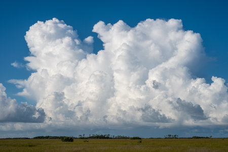 Bright white cumulus clouds forming over sawgrass prairie in Everglades National Park, Florida.の写真素材