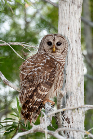 Barred Owl, Strix varia, perched on Cypress Tree in Everglades National Park, Florida.の写真素材