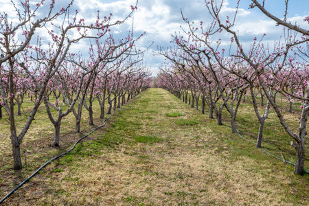 Blossoming peach trees in cultivated orchards in Palisade, Colorado under sunny spring cloudscape.の写真素材