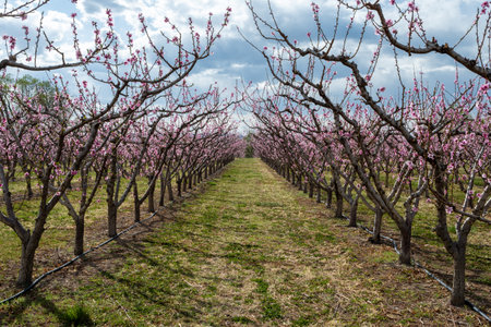 Blossoming peach trees in cultivated orchards in Palisade, Colorado under sunny spring cloudscape.