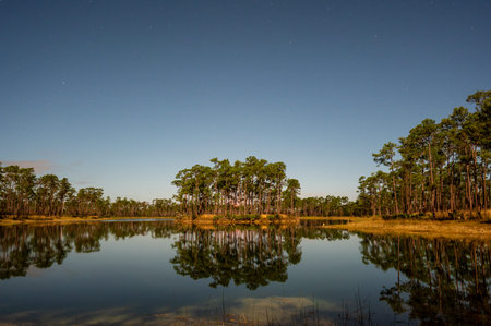 Long Pine Key in Everglades National Park, Florida brightly illuminated by light of full moon.