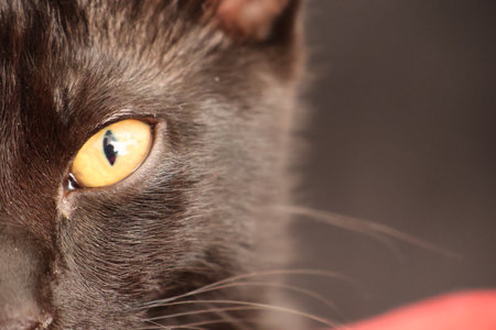 Portrait of a black cat with yellow eyes close-up.の写真素材