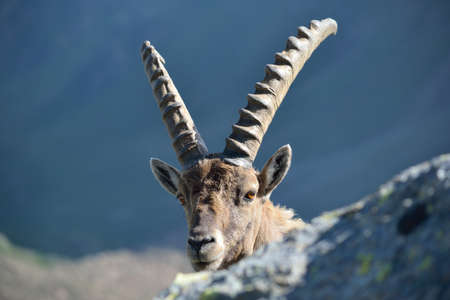 A male ibex showing his curiosity during a trekking high in the italian western Alps