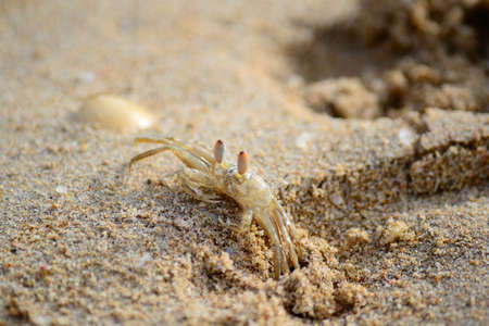 A ghost crab  Ocypode  hiding in the sand on Nilaveli beach  Trincomalee region , Sri Lanka