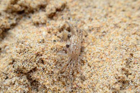 A crab hiding in the sand on Nilaveli beach, Trincomalee region, Sri Lanka