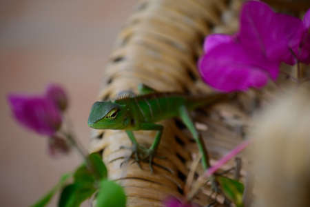 Close up of a little green chameleon looking at cameraの写真素材