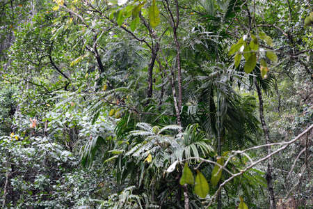 Tropical rainforest in Sri Lanka