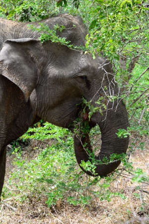 Asian Elephant feeding, close up, Yala National Park, Sri Lankaの写真素材