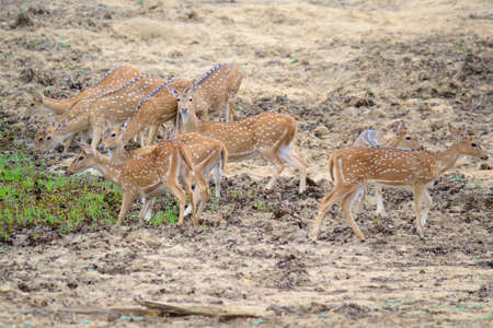 A herd of the deer species variously called Chital, Spotted Deer or Axis Deer, in Yala National...