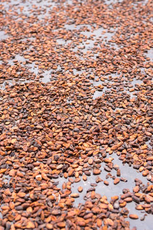 Cocoa beans drying under sun on floor mat. Selective focus, shallow depth of field.の写真素材