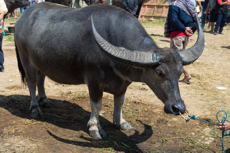 Buffalo for sell in the famous outdoor livestock market, held every 6 days in Bolu, Rantepao, Tana Toraja, South Sulawesi, Indonesia.の写真素材