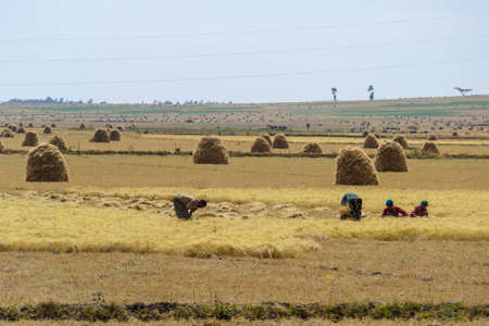 Fiche, Ethiopia - January 17, 2012: farmers working in the field of teff, harvesting and stacking the important cereal plants in the plateau of Fiche region, Ethiopia, East Africa.のeditorial素材