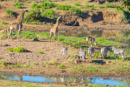 Herd of Zebras, Giraffes and Antelopes grazing on Shingwedzi riverbank in the Kruger National Park, major travel destination in South Africa. Idyllic frame.の写真素材