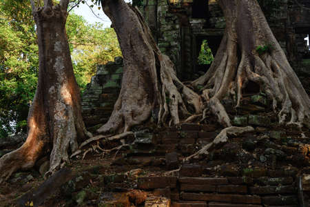 Ta Prohm famous jungle tree roots embracing Angkor temples, revenge of nature against human buildings, travel destination Cambodia.の写真素材