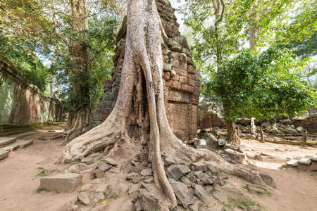 Ta Prohm famous jungle tree roots embracing Angkor temples, revenge of nature against human...