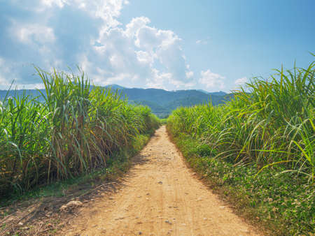 Sugar cane plantation. Agriculture in Muang Long, North Laos. Industry countryside farmland in developing countries.の写真素材