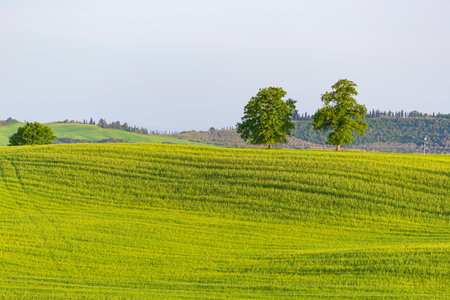 Unique green landscape in Orcia Valley, Tuscany, Italy. Minimalist view, cultivated hill range and cereal crop fields, trees on the hilltop.の写真素材