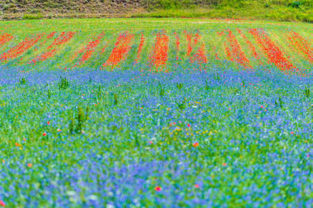 Blooming cultivated fields, famous colorful flowering plain in the Apennines, Castelluccio di Norcia highlands, Italy. Agriculture of lentil crops, red poppies and blue cornflowers.の写真素材