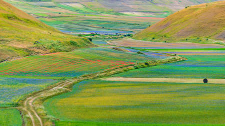 Blooming cultivated fields, famous colorful flowering plain in the Apennines, Castelluccio di Norcia highlands, Italy. Agriculture of lentil crops, red poppies and blue cornflowers.の写真素材